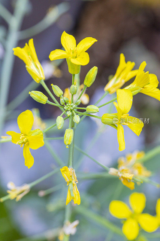 油菜(Brassica napus subsp.)显著)花